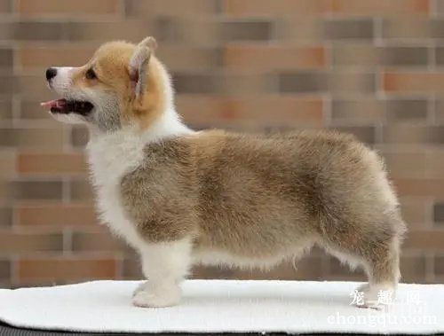 狗换毛季节是几月份