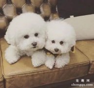 小狗一分钟呼吸多少次
