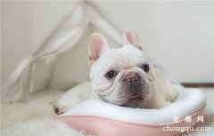 狗狗为什么会皮下脓肿感染