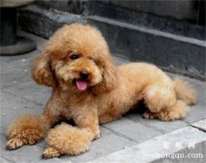 <b>为什么要让狗狗吃水果</b>