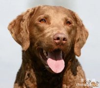 <b>狗狗为什么起床喜欢舔东西</b>