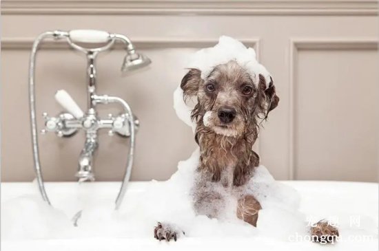 狗狗洗澡周期及注意事项
