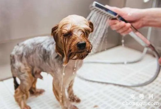 狗狗洗澡周期及注意事项