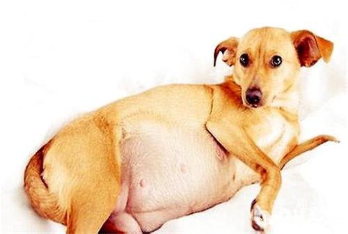 狗狗要生了怎么弄