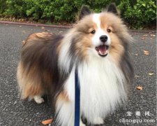 <b>狗狗颈部囊肿怎么办(狗狗长囊肿怎么办)?</b>
