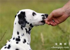 狗狗病好了为什么不吃狗粮