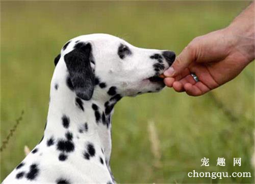 狗狗病好了为什么不吃狗粮