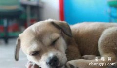 <b>狗狗为什么会撕咬塑料袋</b>