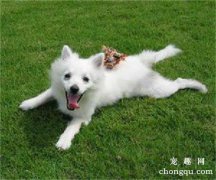 狗狗朝主人叫是为什么呢