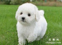 公狗狗为什么会滴尿呢
