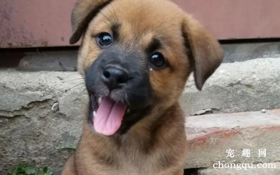 小狗狗为什么拿头蹭地上