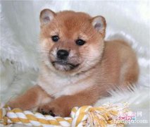 狗狗吃完饭后为什么会吐