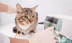 猫咪结膜炎能自愈吗