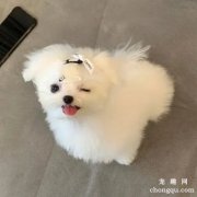 <b>狗狗为什么一吃奶就吐舌头</b>