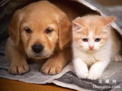 <b>猫为什么总和狗狗在一起</b>