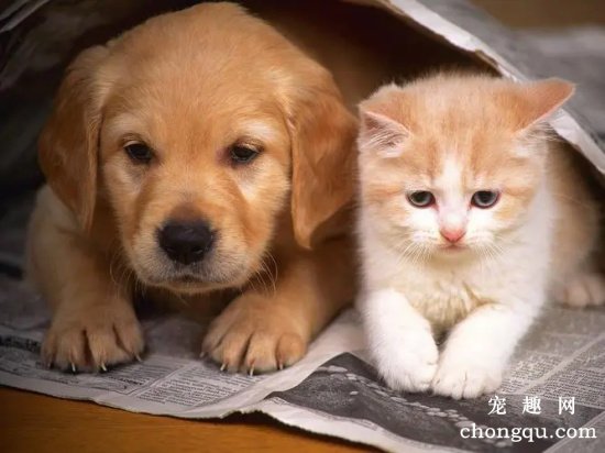 猫为什么总和狗狗在一起