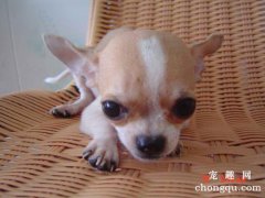 狗为什么不能喂三餐