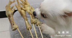 狗能不能吃鸡爪