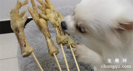 狗能不能吃鸡爪
