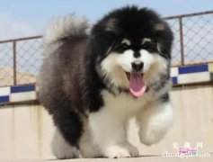 阿拉斯加养护训练攻略