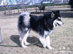 <b>阿拉斯加怎么驱虫，给阿拉斯加雪橇犬驱虫的方法</b>