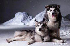 阿拉斯加怎么喂养，喂养阿拉斯加的注意事项