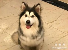 阿拉斯加怎么养？你了解多少