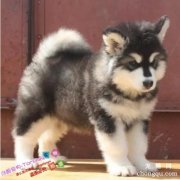 <b>阿拉斯加幼犬饲养注意事项</b>