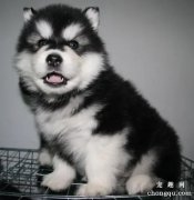 阿拉斯加幼犬怎么喂养，阿拉斯加饲养注意事项