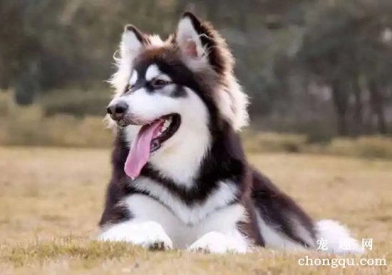 阿拉斯加幼犬怎么喂养，注意这三大点