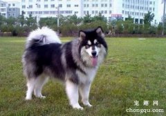 阿拉斯加幼犬怎么喂养，三个方面要注意
