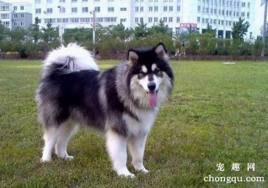 阿拉斯加幼犬怎么喂养，三个方面要注意
