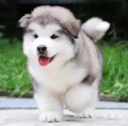 阿拉斯加幼犬怎么喂养才健康