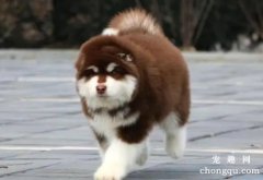 阿拉斯加幼犬怎么养？饲养阿拉斯加幼崽的注意事项