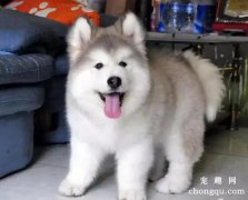 阿拉斯加幼犬怎么养，这样养就对了