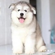 阿拉斯加幼犬多大的时候断奶