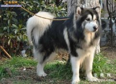 阿拉斯加幼犬为什么总喜欢咬笼子？