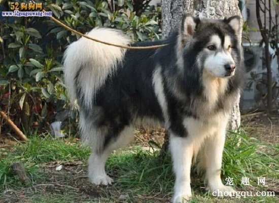 阿拉斯加幼犬为什么总喜欢咬笼子？