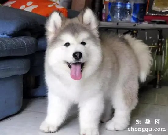 阿拉斯加幼犬不吃狗粮怎么办