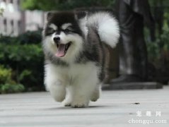 <b>阿拉斯加吃什么长得快</b>