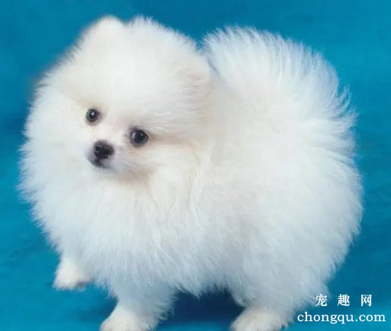 如何减少博美犬体臭?