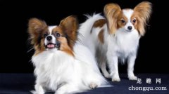 蝴蝶犬日常健康食谱大公开