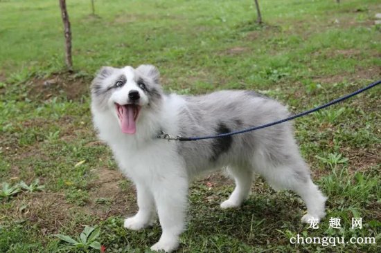 如何掌握边境牧羊犬的饮食习惯