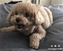 <b>泰迪狗狗吃东西跳起来咬人怎么办</b>