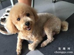 被自己家狗狗咬破皮了需要打针吗？