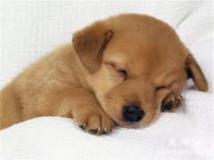 <b>小狗生产完吃什么好呢？</b>