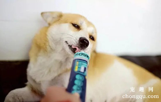 幼犬什么时候吃营养膏？