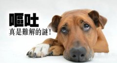 <b>狗狗呕吐后吃什么药？</b>