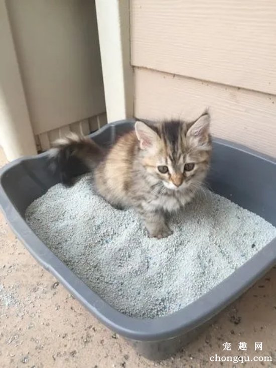 怎么训练幼猫用猫砂
