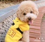 <b>泰迪怎么洗澡 多久洗一次合适</b>